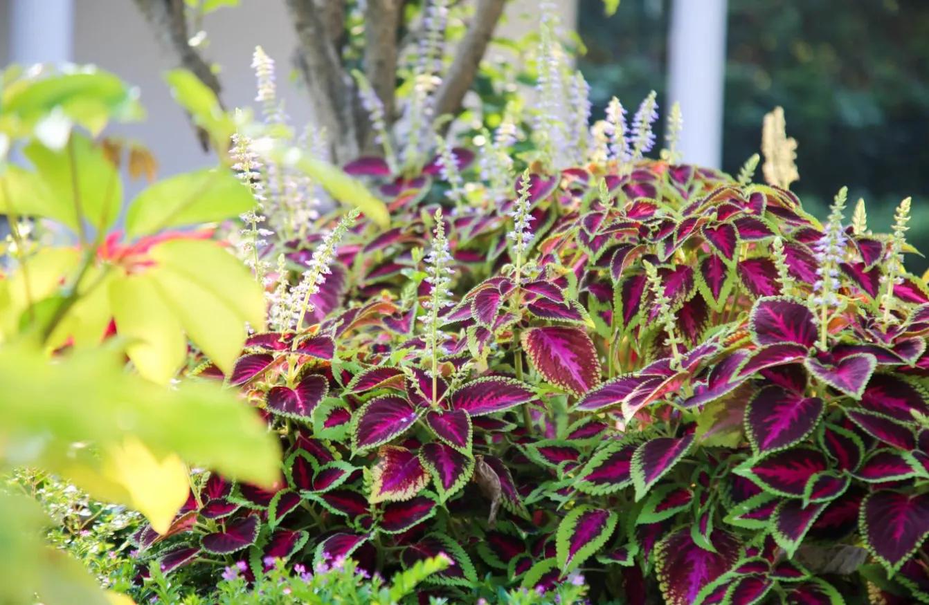 深圳十大私立贵族学校高中,深圳最贵民办高中学校