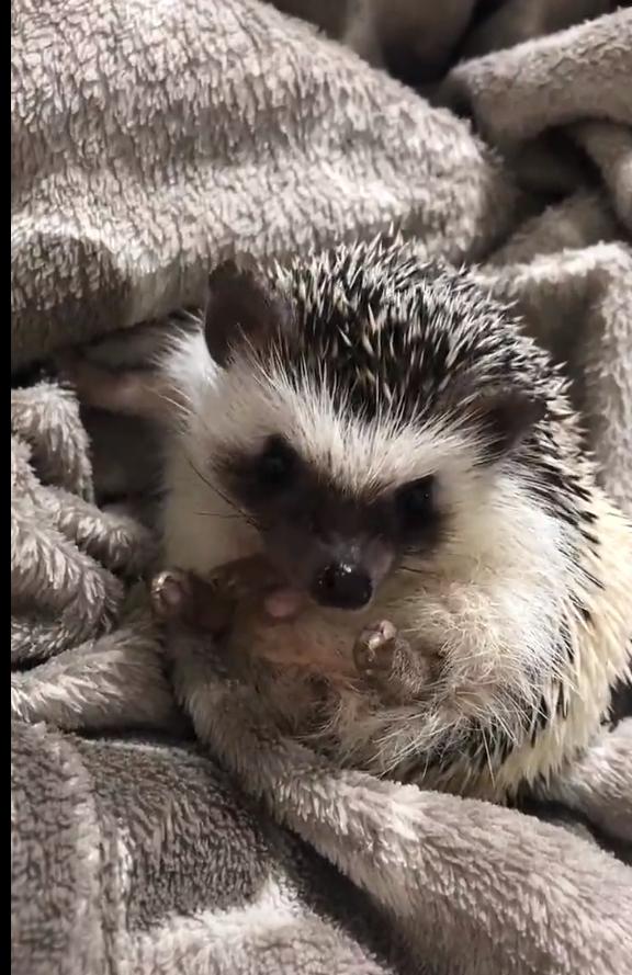 喜欢我我的梦想,我喜欢理想