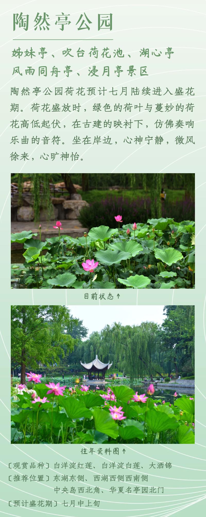 北京赏荷花最佳地点,北京赏荷花的公园