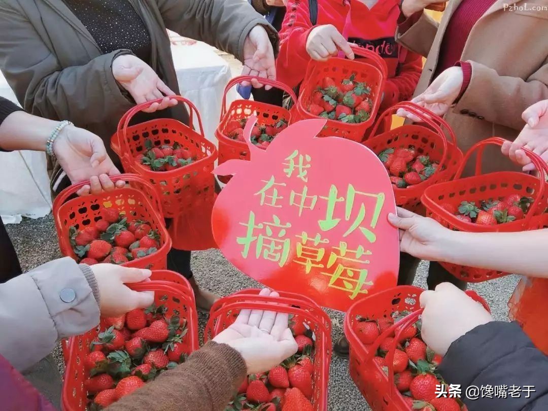 全国最好的草莓品种,全国草莓好吃排行榜