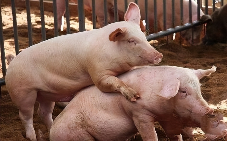 养殖母猪注意事项和经验,养殖母猪人工授精技术