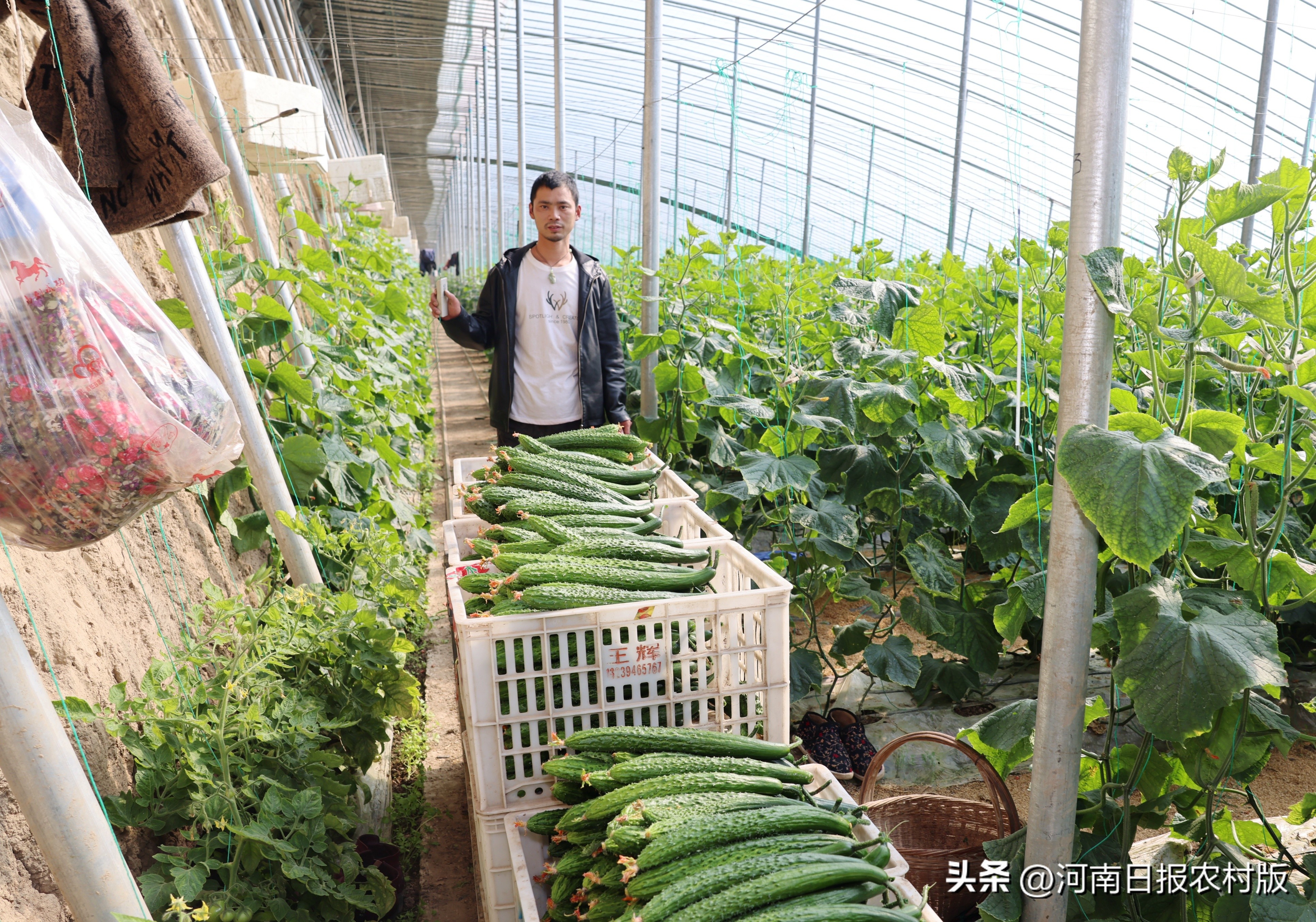 寿光蔬菜种植黄瓜嫁接,郸城乡村振兴之路