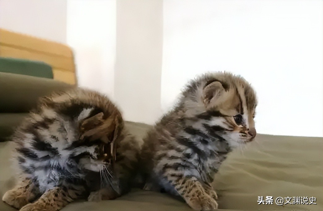 广东老太在山上抱回一只野猫,广东老太捡到一只猫仔