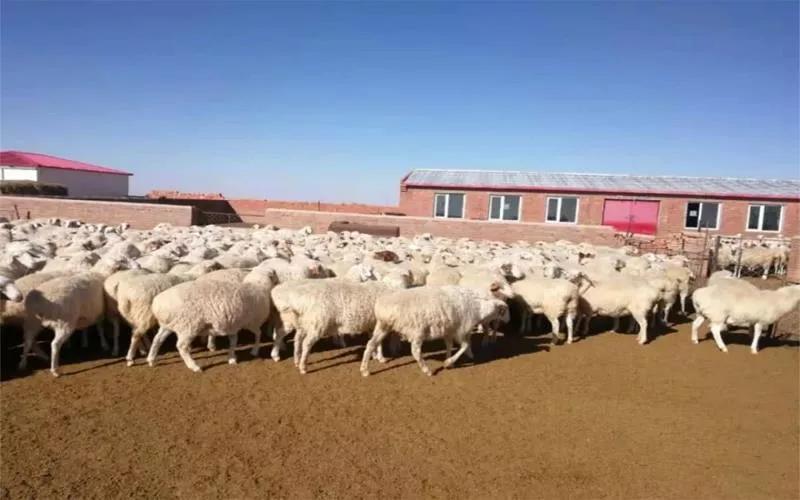 肉羊养殖快速出栏方法视频,育肥种羊和育肥肉羊哪个利润高