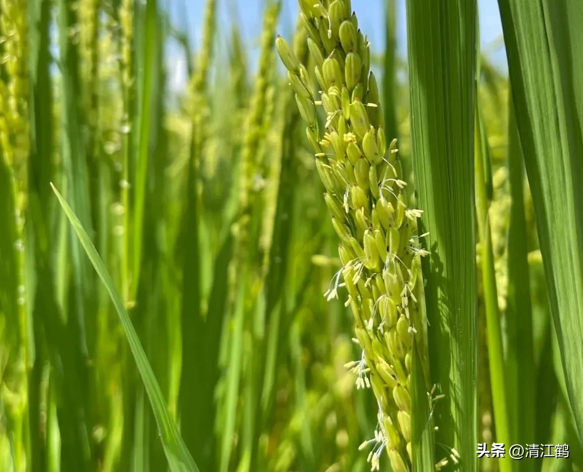 920使用方法哪些作物能用,920和什么混用效果好