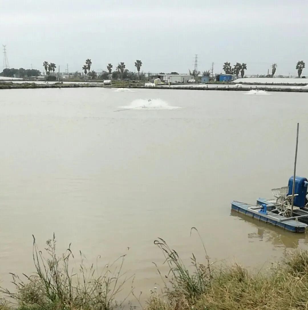 鱼塘烂鳃怎么治疗,鱼塘鲤鱼苗烂腮烂嘴怎么治疗