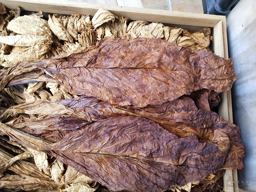 一支最便宜的雪茄多少钱,一口雪茄一套房子