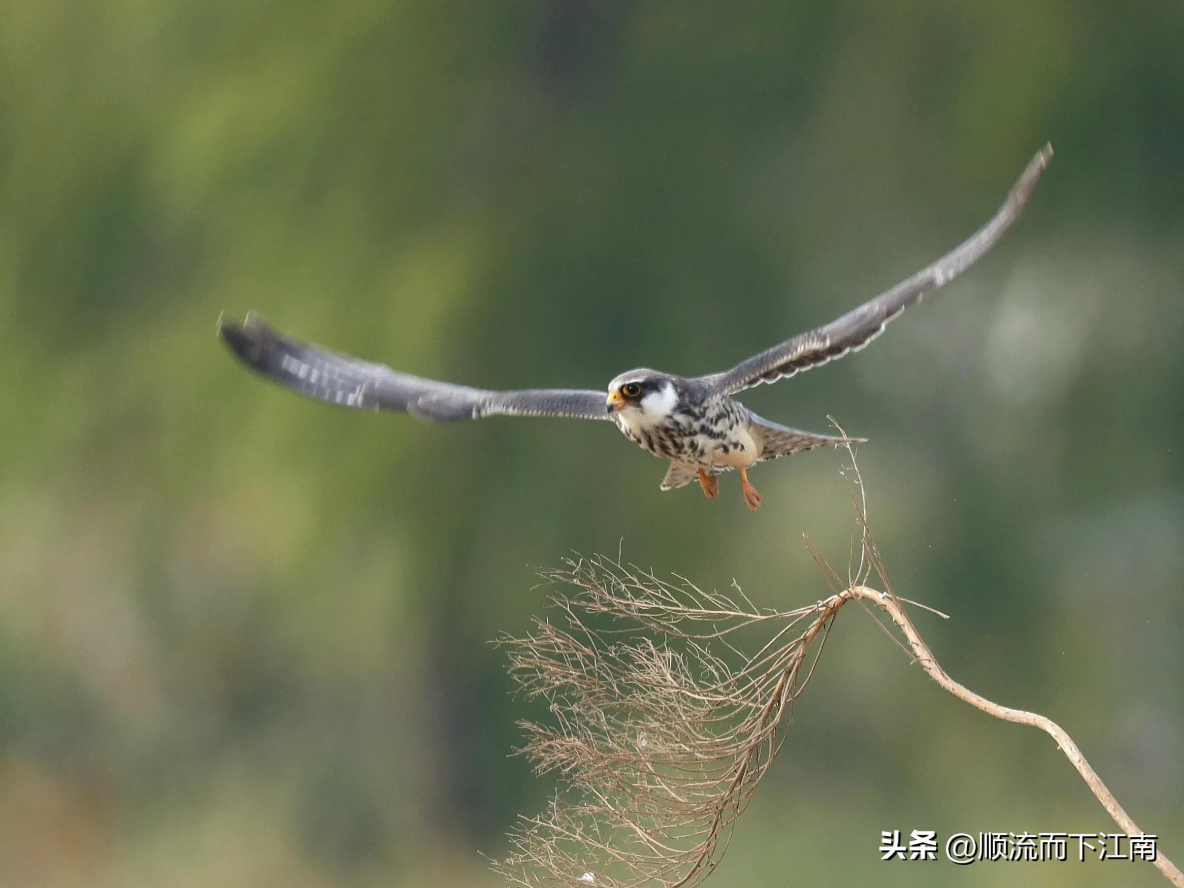 红脚隼叫声,红脚隼