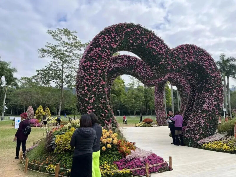 深圳市东湖公园一年一季的菊花展,深圳的东湖公园的菊花展漂亮极了
