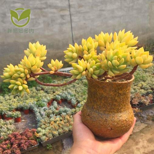 被称为“徒神”的黄丽,很多人都“嫌弃”,为啥容姐喜欢养?