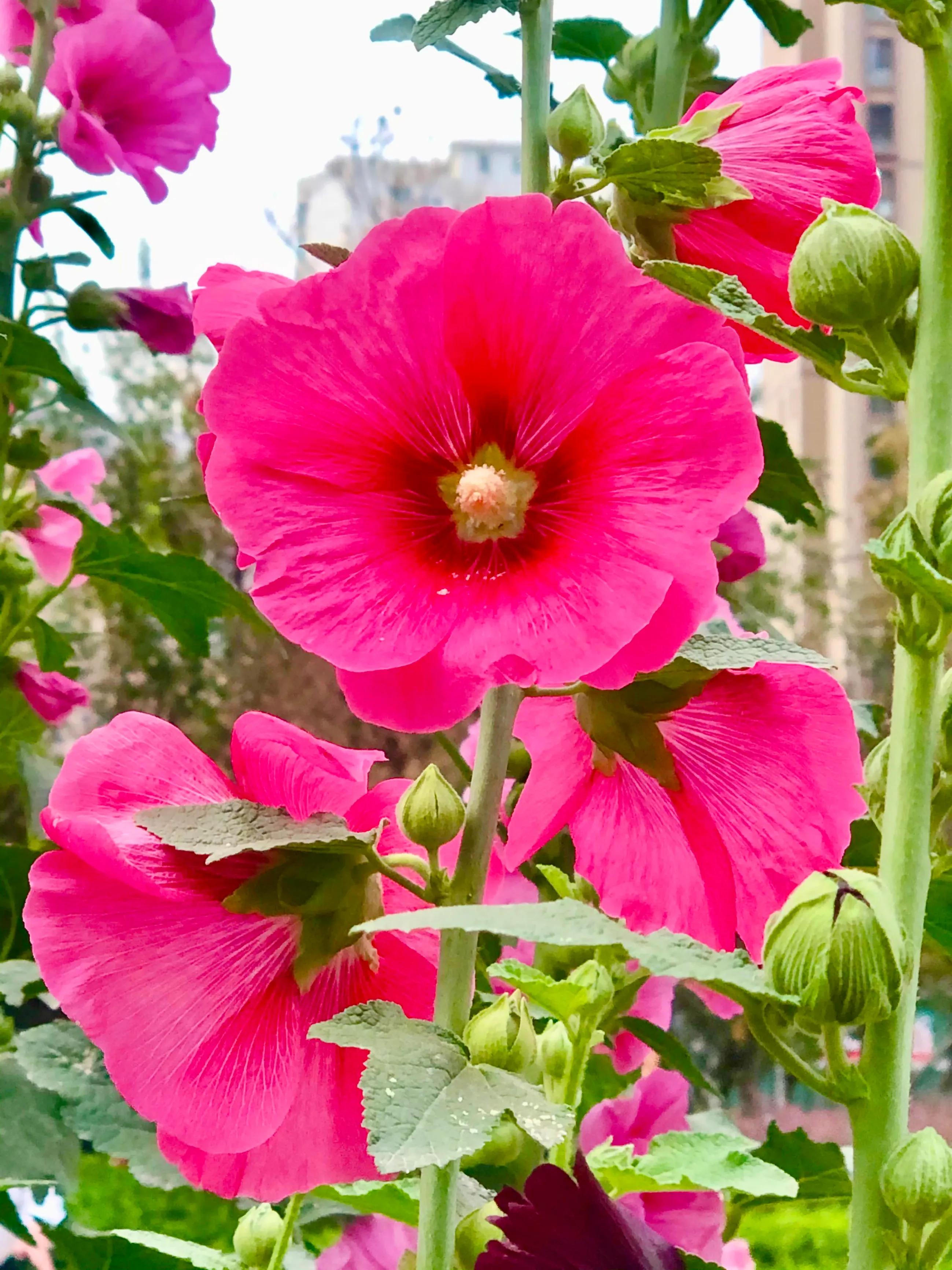 生活的极致就是化繁为简,极简是一种生活态度越简单越精致