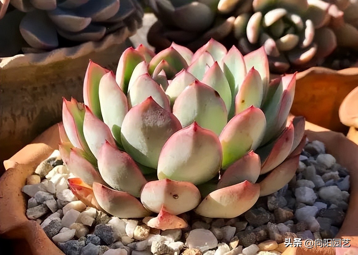 多肉质量有区别，能买北方的，不买南方的，养过就知道了