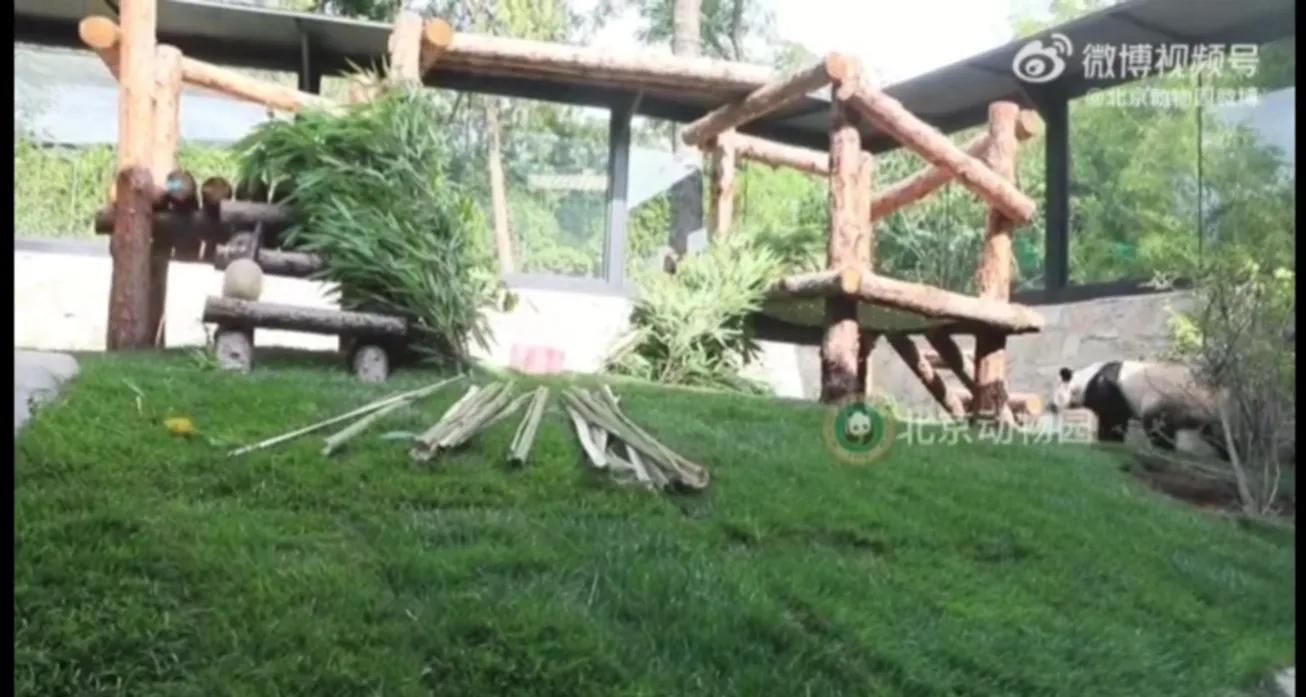 丫丫刚回来的时候样子,丫丫最新视频来了