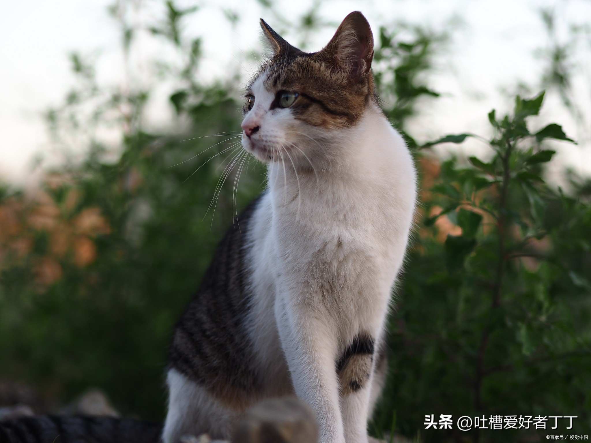 猫的胡子有什么用剪掉会怎么样 (猫的胡须有什么作用能不能剪掉)