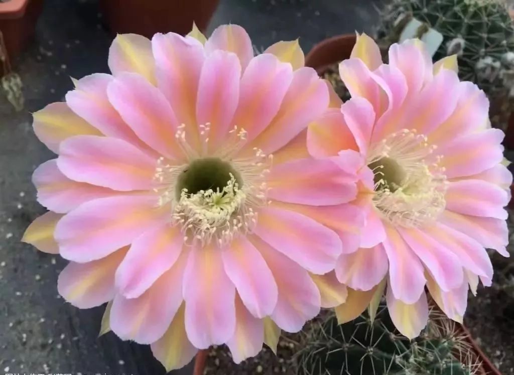 200种·仙人球开花图鉴，大开眼界，美到爆