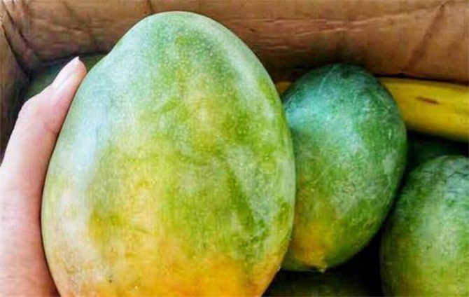 怎么快速有效的催熟芒果,青芒果如何催熟最快