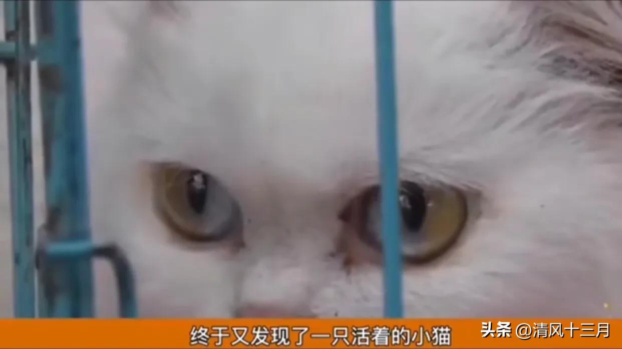 出租房租客不搬离怎么办,房屋出租他不给租金又不走怎么办