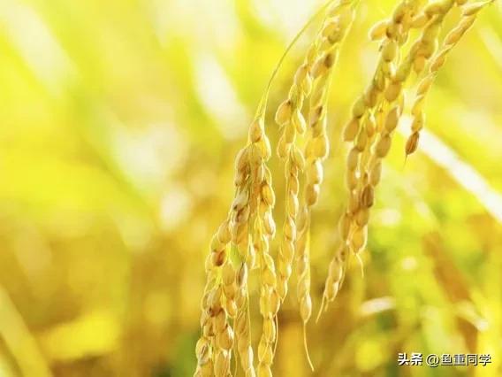 四月八日和四月初八有什么不同,三伏热不热看六月十五