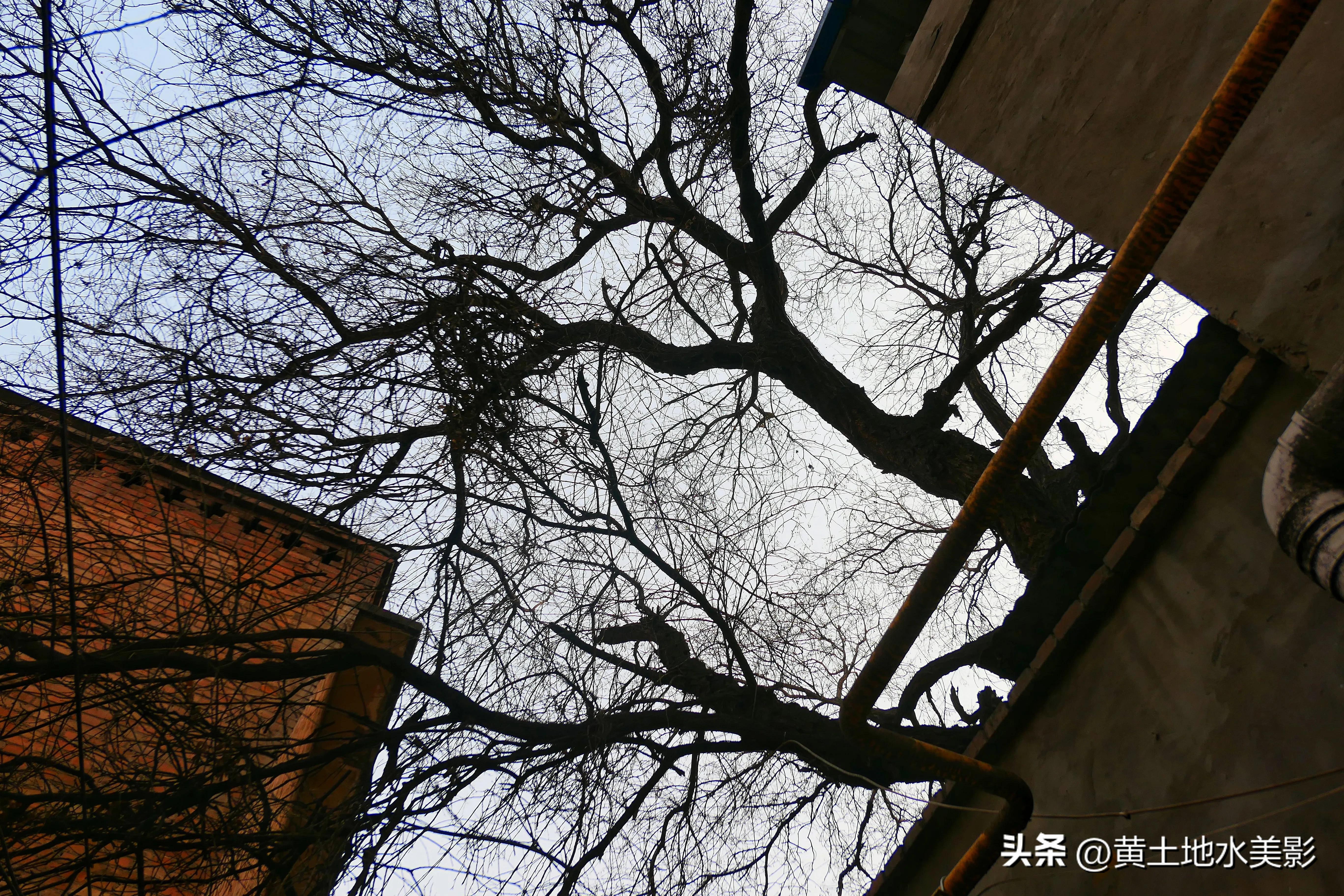 村里有棵五百多年树龄的国槐,一棵四百多年的国槐