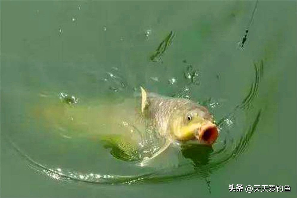 野钓粗目调漂最佳方法,钓锚鱼没见漂动提竿中鱼什么原因