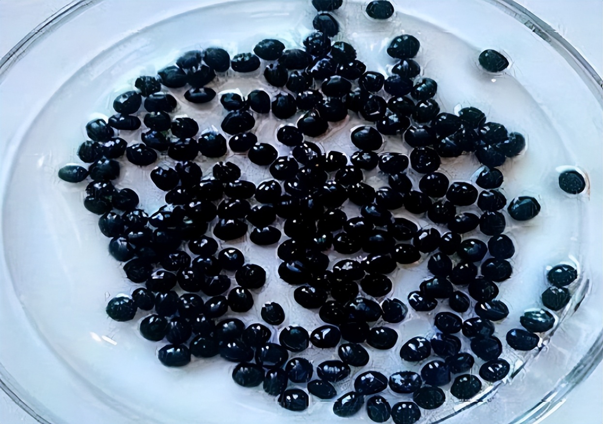 阳台种芦笋怎么养才能长得快,阳台适合栽什么样的芦笋