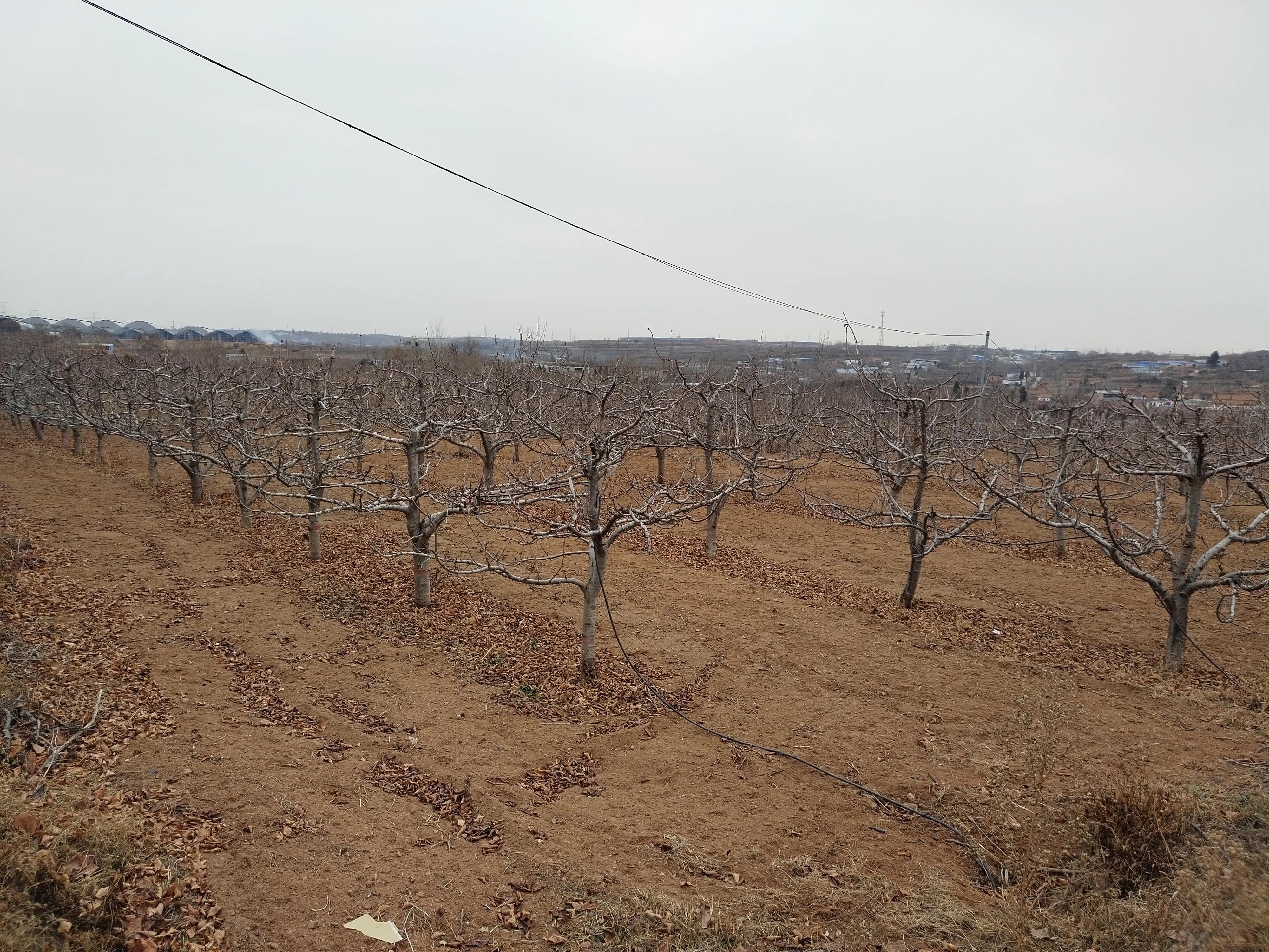 为啥智利车厘子有贵有便宜的 (为什么近期智利车厘子那么多)