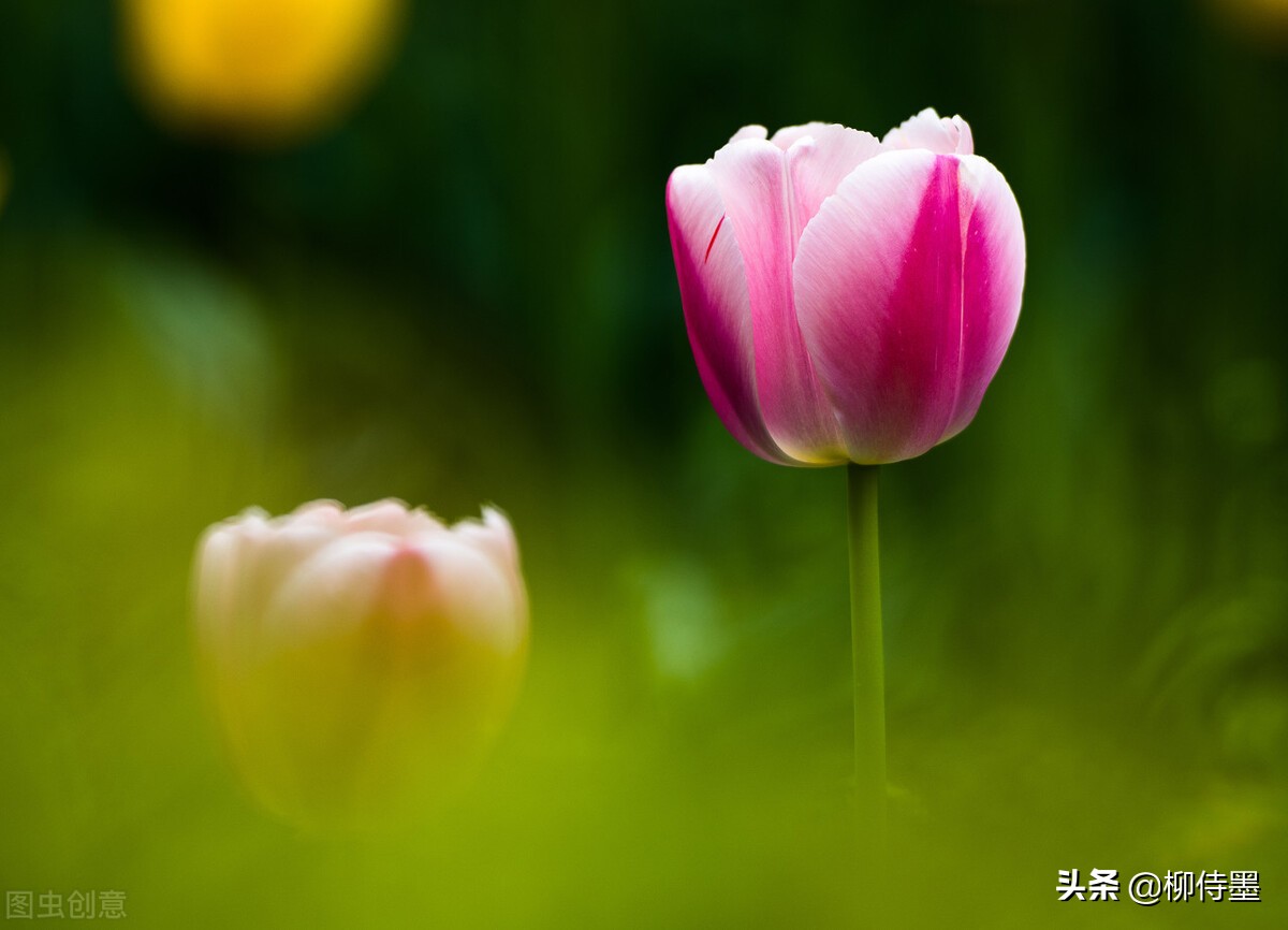 如何拍郁金香才有意境,郁金香拍照姿势怎么拍好看