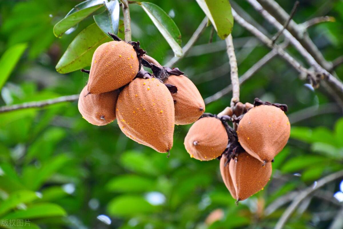 热带新奇特水果,热带奇特水果树