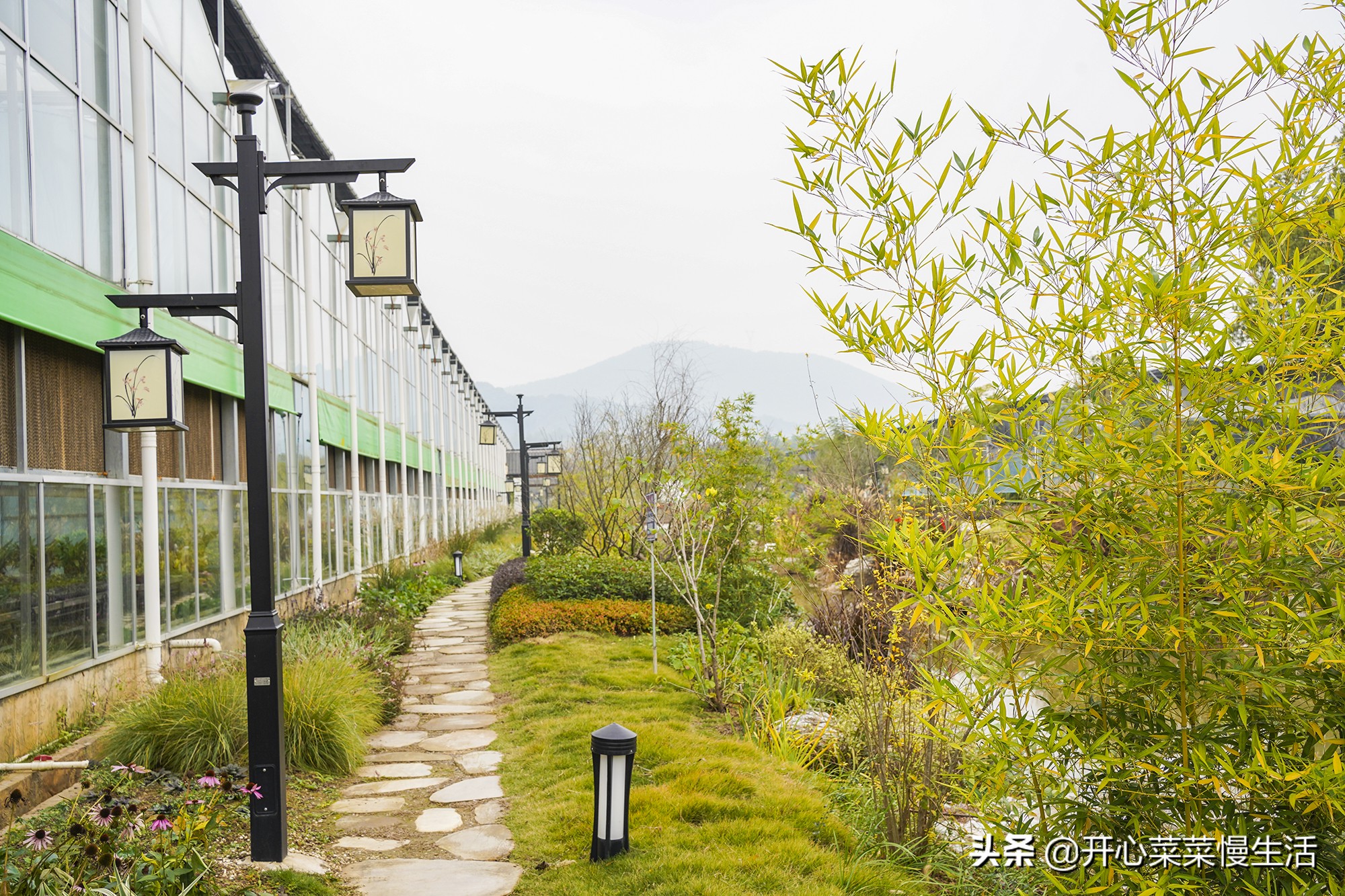 广东兰花第一县,中国最漂亮的兰花小镇