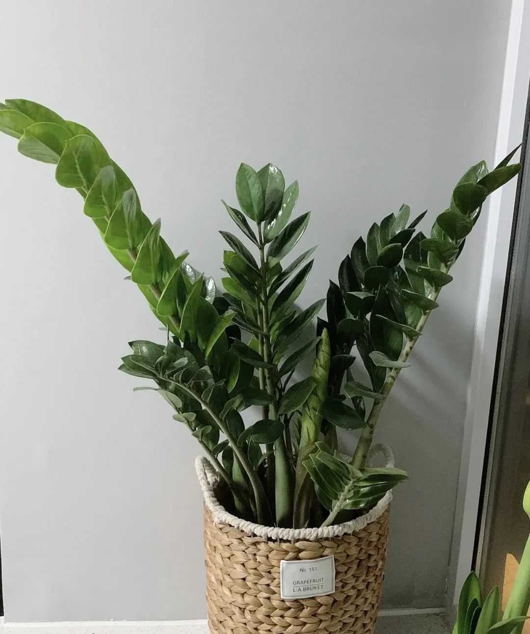 水种植物烂根怎么补救,不要用这种水浇花不然花越养越枯