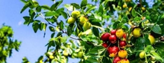 女子枣树林里摘枣，被少年强奸，将枣树枝插入女子喉咙致死！