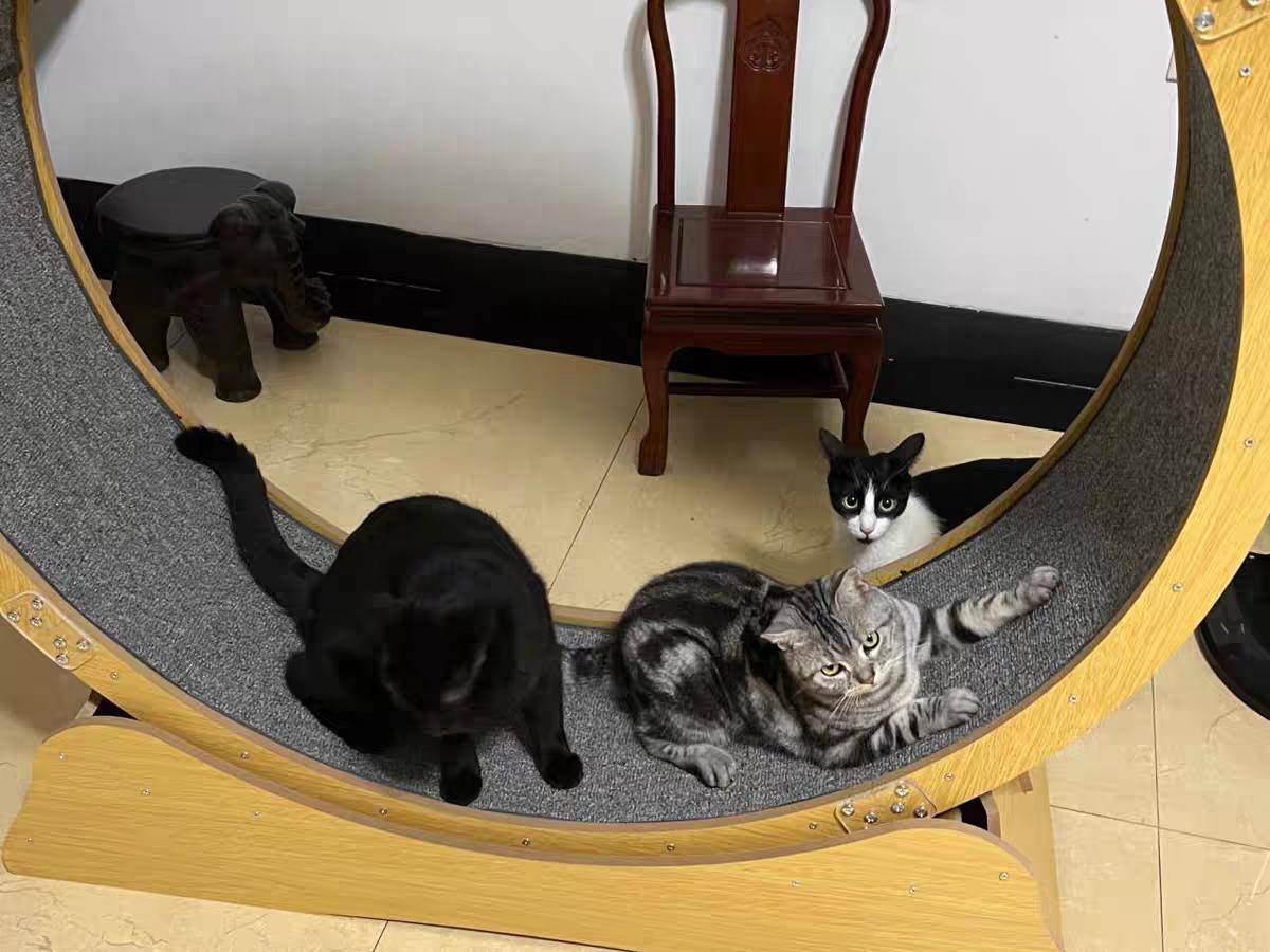 养猫猫屎臭怎么办,猫拉屎太臭怎么办吃什么