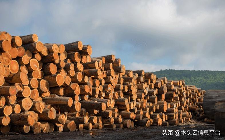 澳大利亚木材能进中国了吗,中国向澳大利亚出口木材