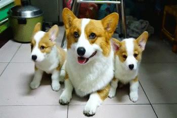 为什么不建议养柯基犬,想养柯基犬就必须承受的5大暴击