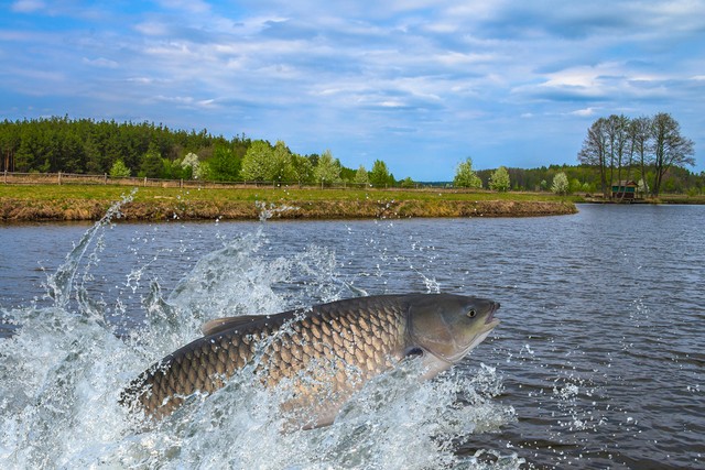 农村养殖最好养的项目是什么,40岁想回农村搞养殖不知养什么好