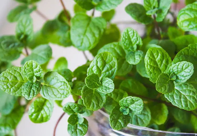 花语大全10000种花的花语,100种常见花的花语大全