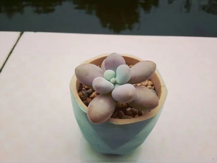 送我一轮明月文案,送我一轮明月