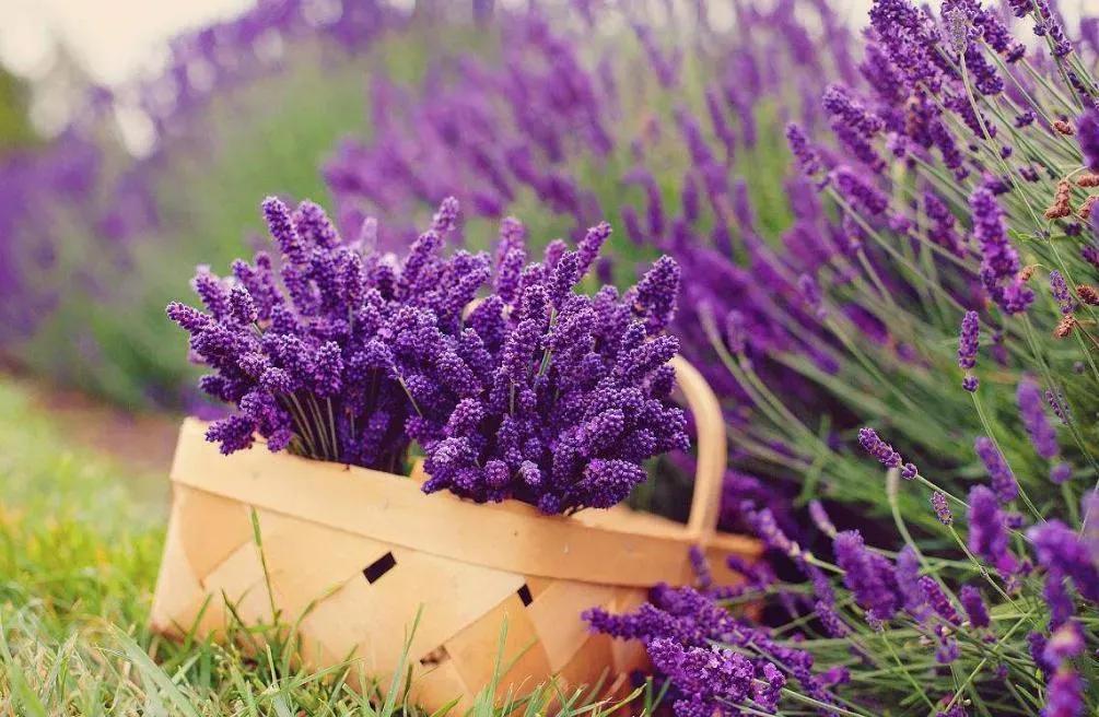 给女朋友送花道歉的花语,送花给女朋友送什么花语