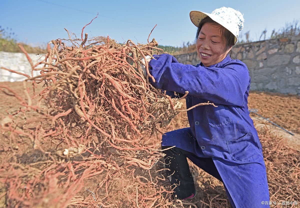 商洛特产小吃介绍,商洛十大特产有花椒吗
