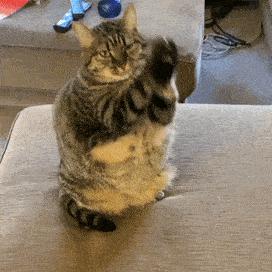 猫咪怎么看是女猫还是男猫,猫咪性别辨认