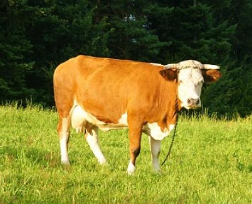 母牛怀不上,母牛怀不了孕怎么办