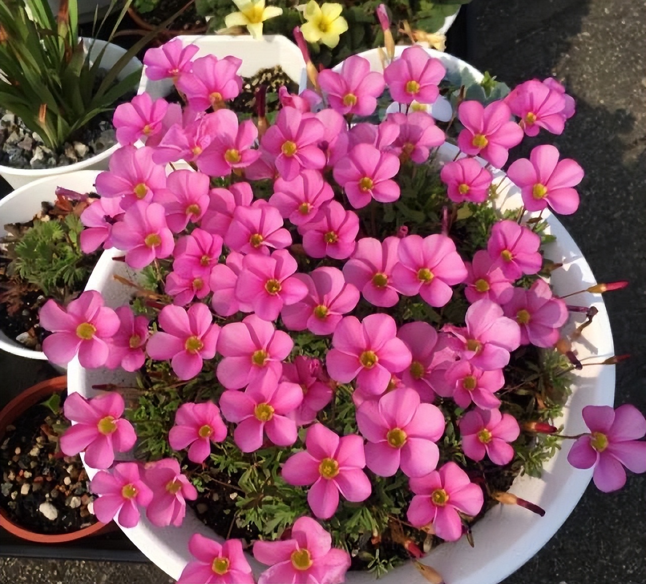 最适合小花盆种的花,顽强的小花草