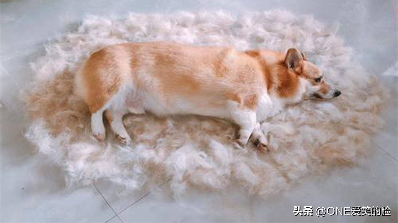 掉毛少的中大型狗狗品种,哪些品种的狗狗不掉毛