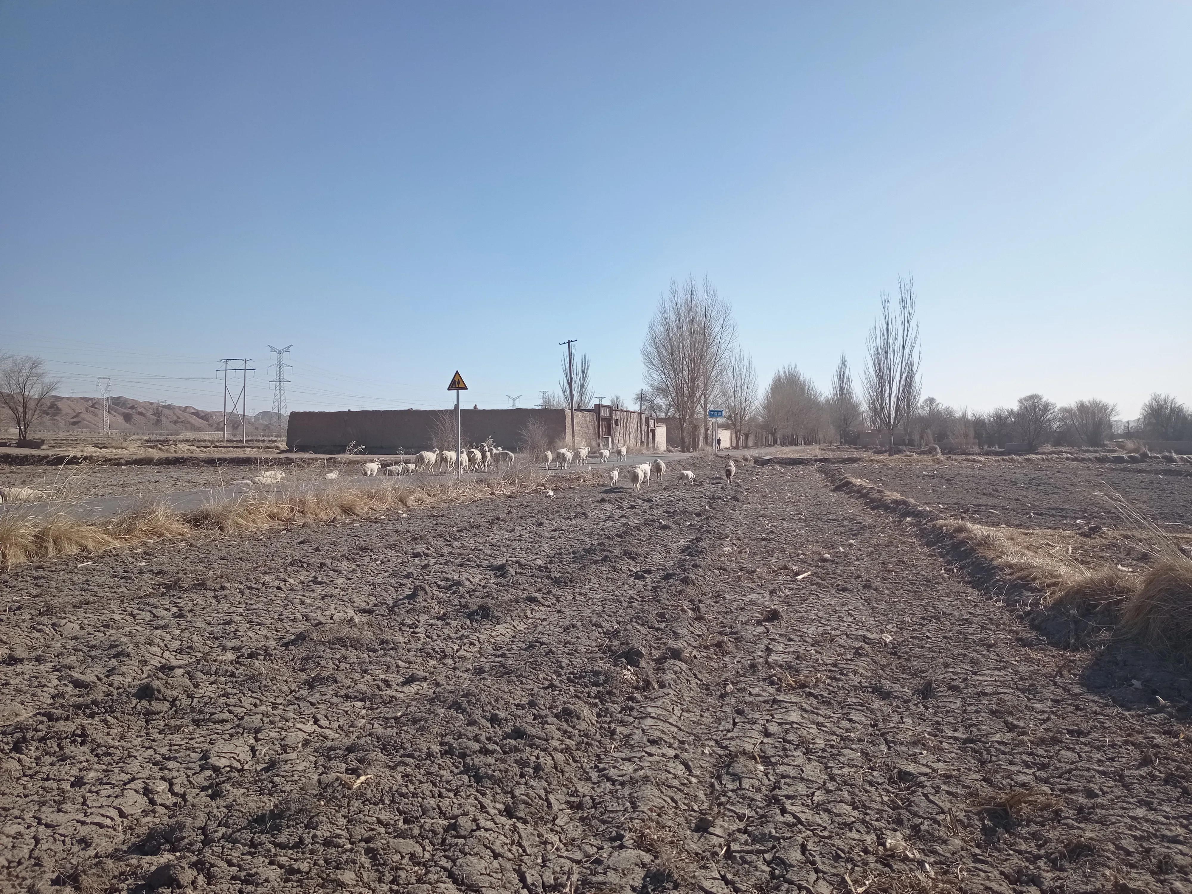 2022年养羊可以入行吗,养羊的行情与前景