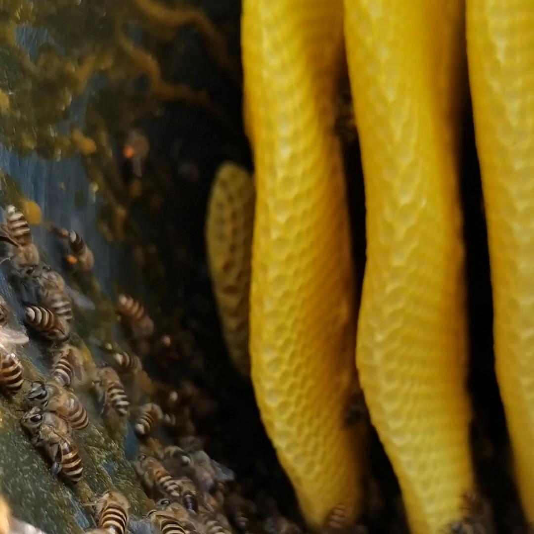 天气干旱蜜蜂怎么不出勤,干旱季节蜜蜂的常见病