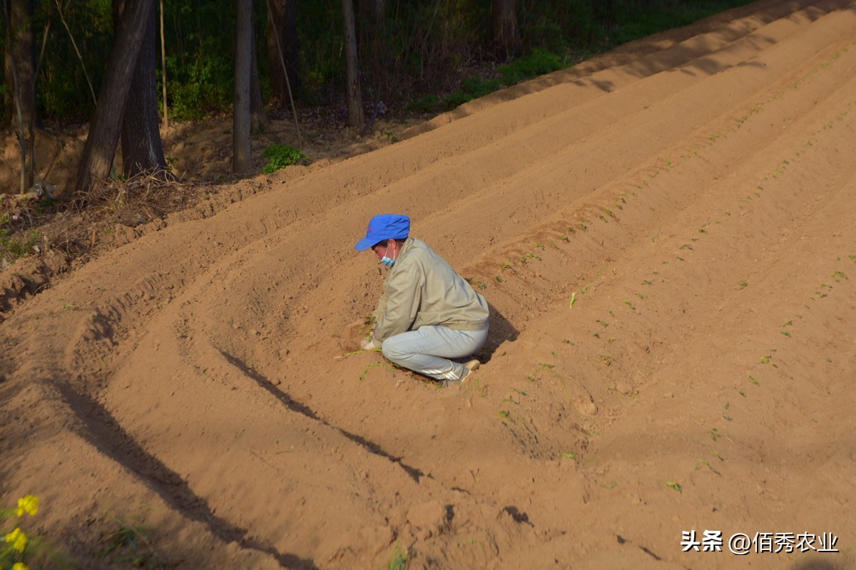 排名第一的水稻除草剂,二甲戊灵除草剂的特点