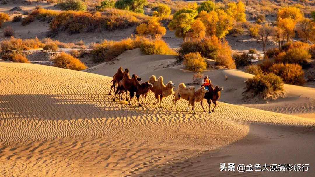 额济纳赏胡杨视频,赤峰额济纳赏胡杨