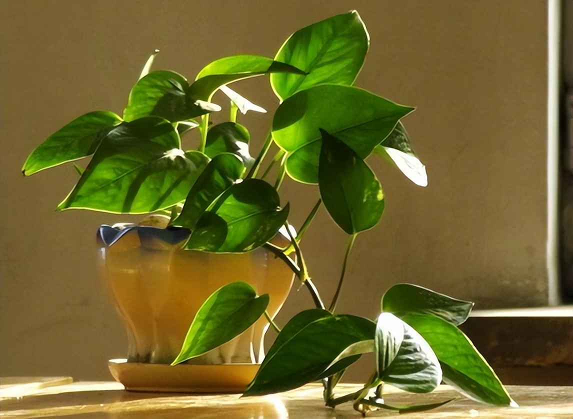 绿萝怎么叶子越养越发黄呢,为什么绿萝越养叶子越小