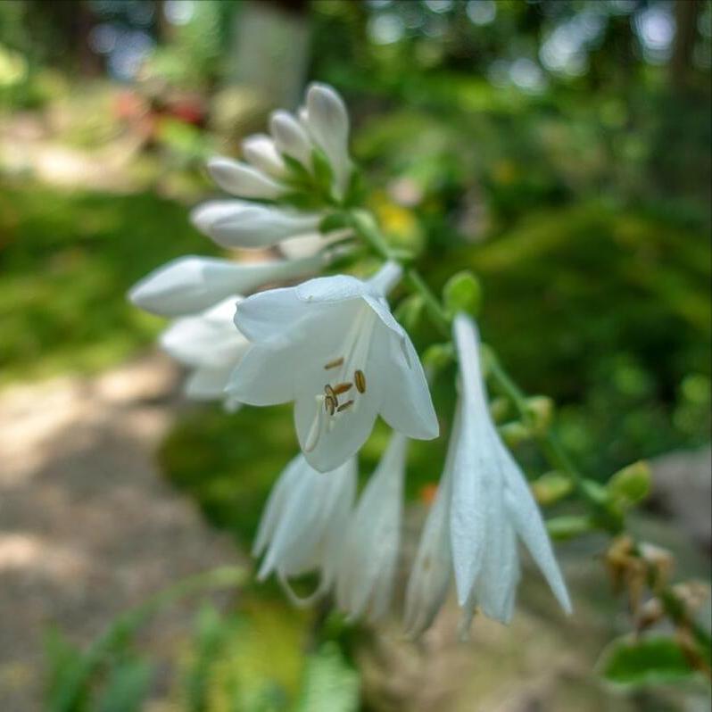 玉簪花怎么养最好,玉簪花怎样养才能开花