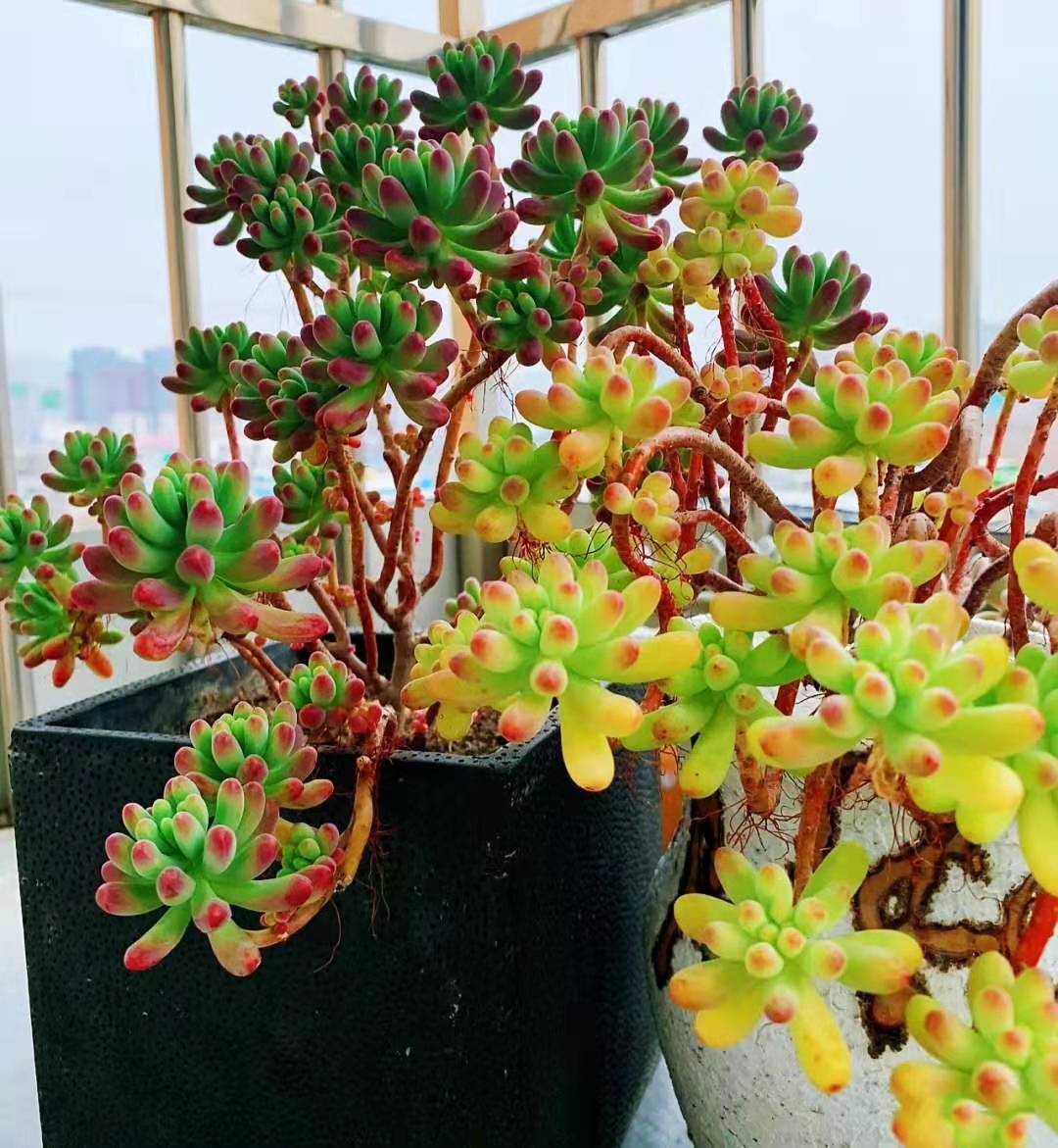 多肉乙女心四月份要不要把头弄掉,果冻乙女心多肉怎么养得又肥又大